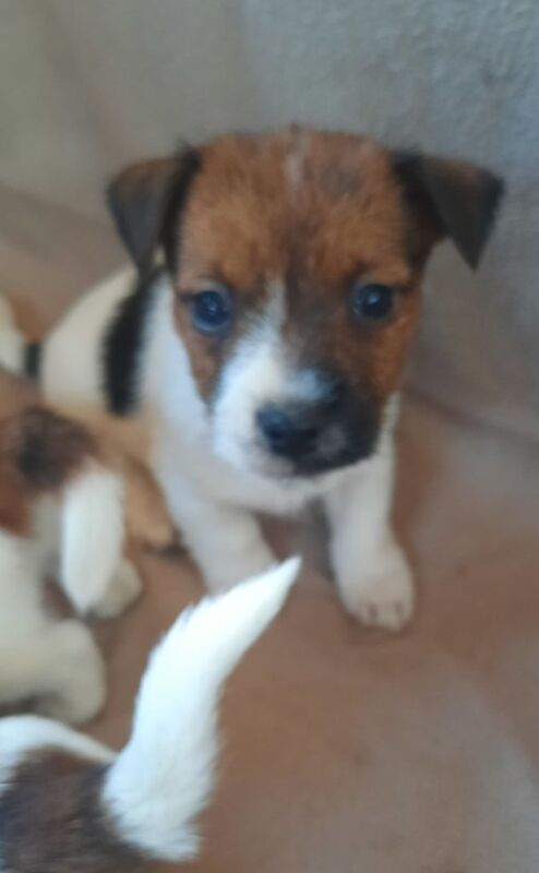 Jack russel puppies for sale in Hatfield, Hertfordshire - Image 2