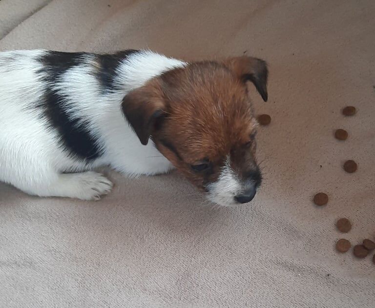 Jack russel puppies for sale in Hatfield, Hertfordshire - Image 3