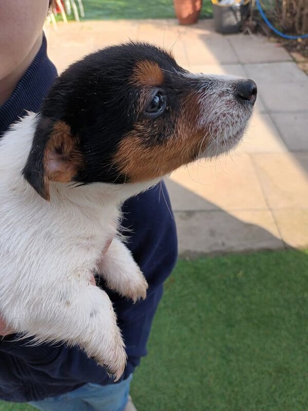 Jack russel puppies for sale in Hatfield, Hertfordshire