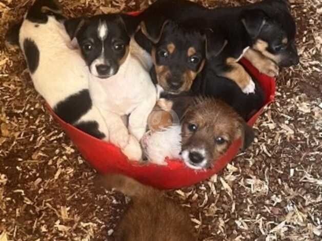 Jack Russel puppies for sale in Tonbridge, Kent