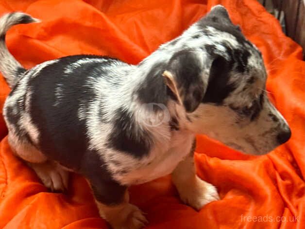 Jack russel puppies for sale in Bridgnorth, Shropshire