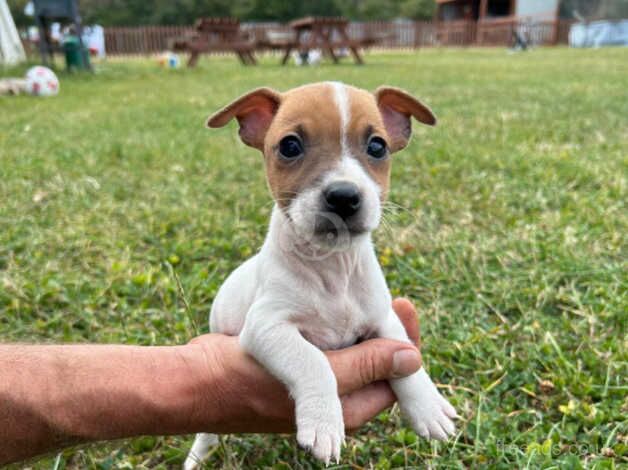 Jack Russel Puppies for sale in Chelmsford, Essex