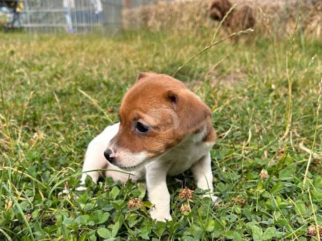 Jack Russel Puppies for sale in Chelmsford, Essex - Image 2