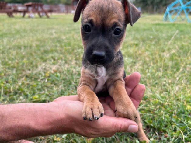 Jack Russel Puppies for sale in Chelmsford, Essex - Image 3