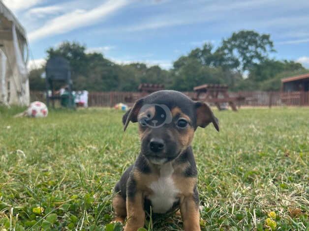 Jack Russel Puppies for sale in Chelmsford, Essex - Image 4