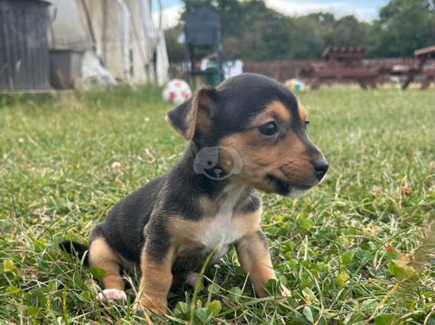 Jack Russel Puppies for sale in Chelmsford, Essex - Image 5