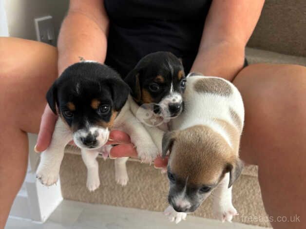 Jack Russel puppies for sale in Herne Bay, Kent