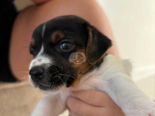 Jack Russel puppies for sale in Herne Bay, Kent - Image 2