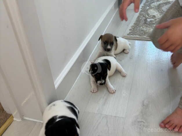 Jack Russel puppies for sale in Herne Bay, Kent - Image 3