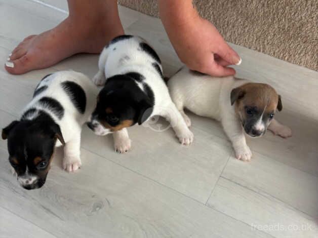 Jack Russel puppies for sale in Herne Bay, Kent - Image 4