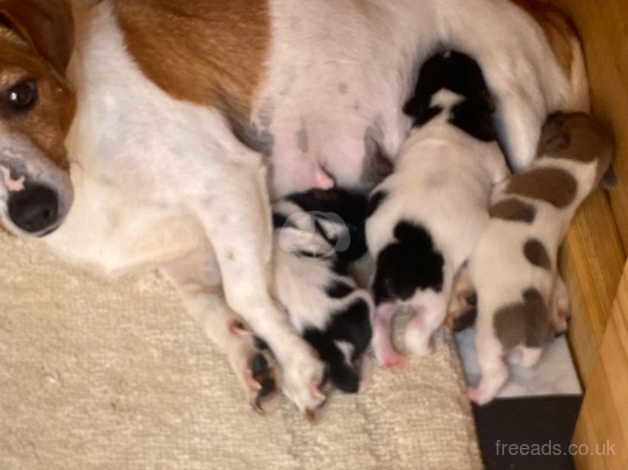 Jack Russel puppies for sale in Herne Bay, Kent - Image 5