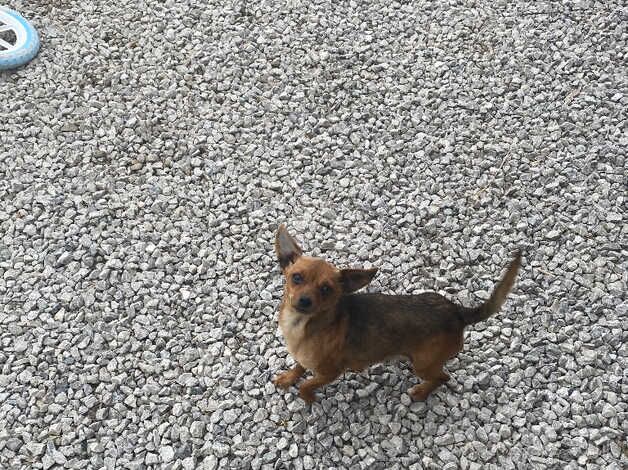 Jack Russel puppies for sale in Market Harborough, Leicestershire - Image 1