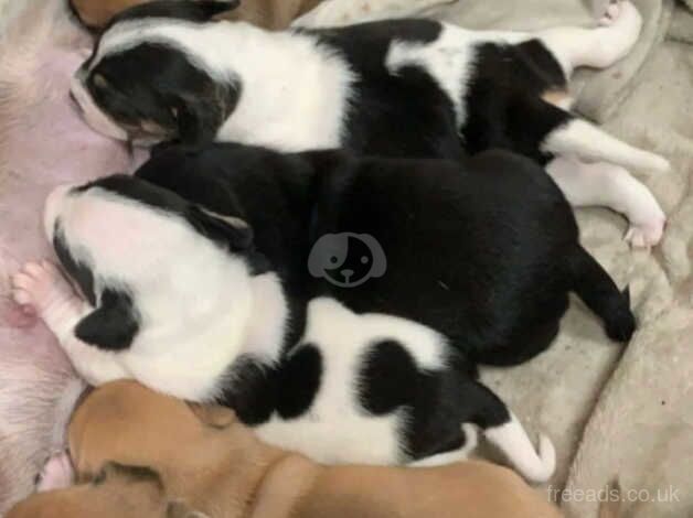 Jack Russel puppies for sale in Newark, Orkney Islands