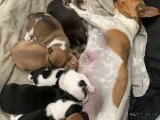 Jack Russells for sale in Newark, Orkney Islands