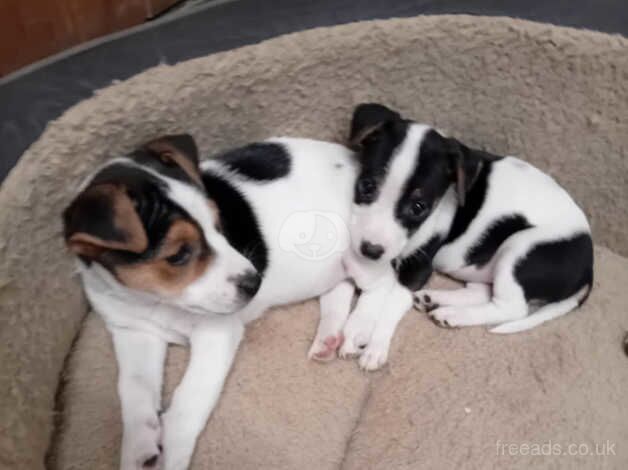 Jack russel puppies for sale in Brecon/Aberhonddu, Powys