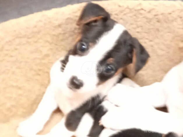 Jack Russell Puppies for sale in Powys