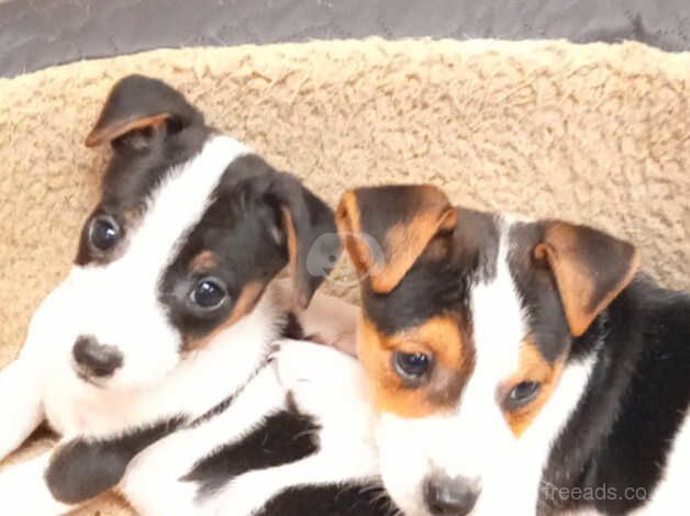 Jack Russell Puppies for sale