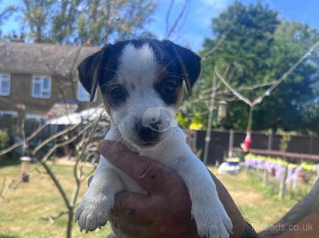 Jack Russel puppies for sale in Faversham, Kent