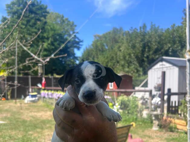 Jack Russel puppies for sale in Faversham, Kent - Image 3