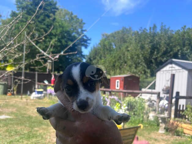 Jack Russel puppies for sale in Faversham, Kent - Image 4