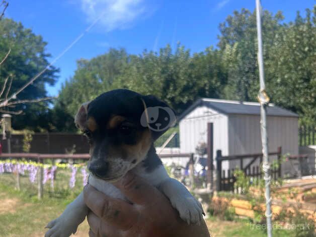 Jack Russel puppies for sale in Faversham, Kent - Image 5