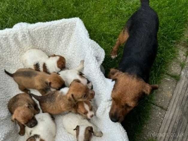 jack russel puppies for sale in Slough, Powys