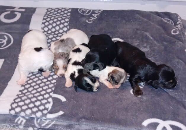 Jack russel puppies for sale in Bath, Somerset