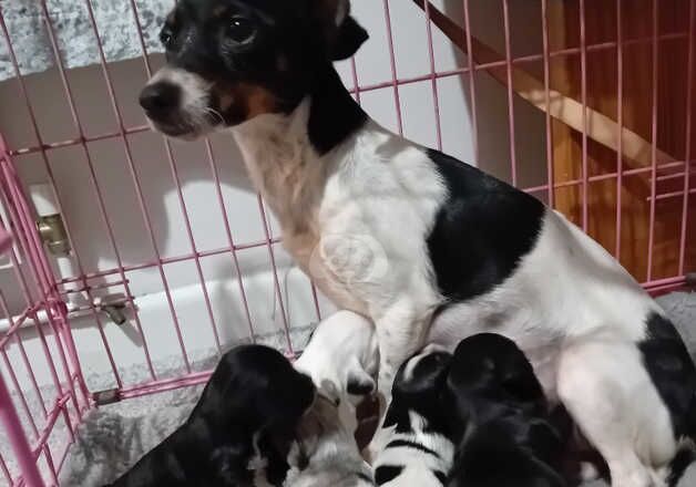 Jack Russells for sale in Bath, Somerset