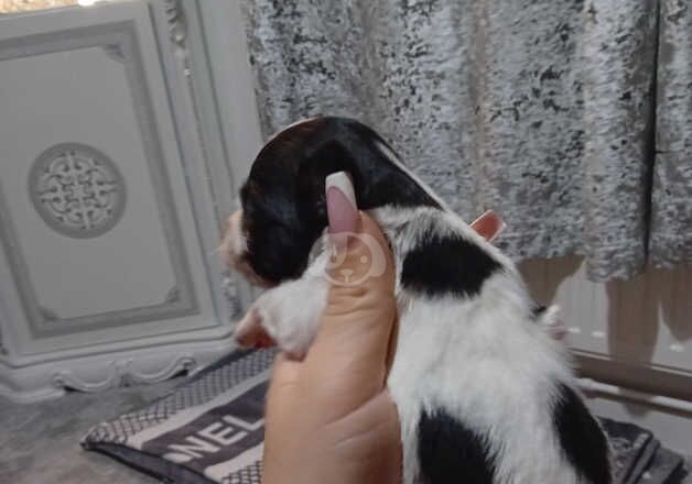 Jack Russell Puppies for sale