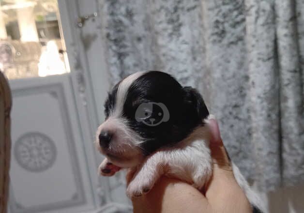 Jack russel puppies for sale in Bath, Somerset - Image 5