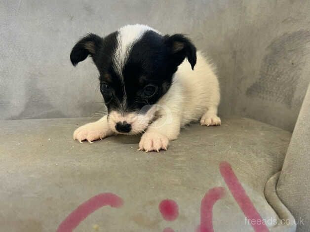 Jack Russel puppies for sale in Stockton-on-Tees, County Durham