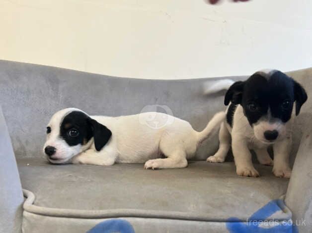 Jack Russells for sale in Stockton-on-Tees, County Durham