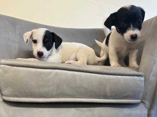 Jack Russell Puppies for sale in County Durham