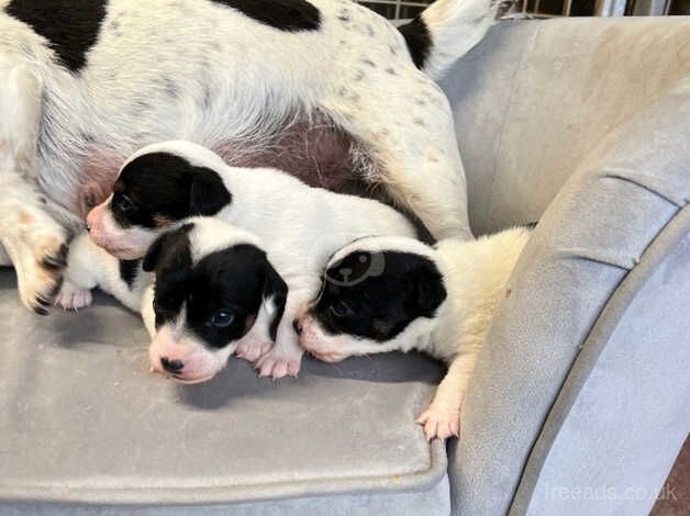 Jack Russell Puppies for sale