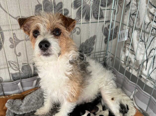 Jack Russel Puppies for sale in Sunbury, Surrey - Image 1