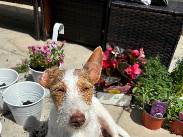 Jack Russel Puppies for sale in Sunbury, Surrey - Image 4