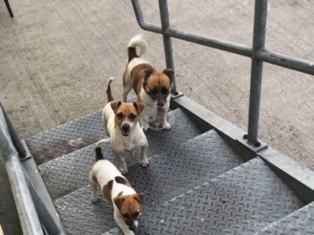 Jack russel puppies for sale in Widnes, Cheshire - Image 1