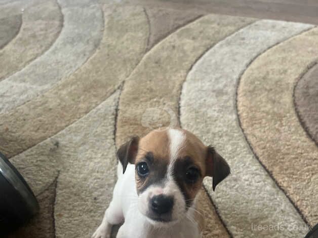 Jack Russells for sale in Widnes, Cheshire