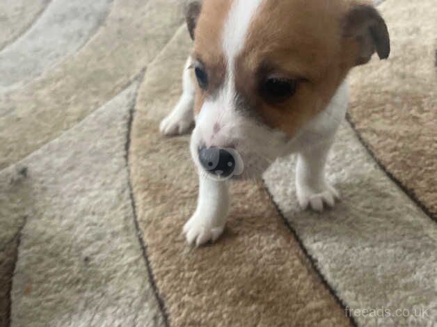 Jack Russell Puppies for sale in Cheshire