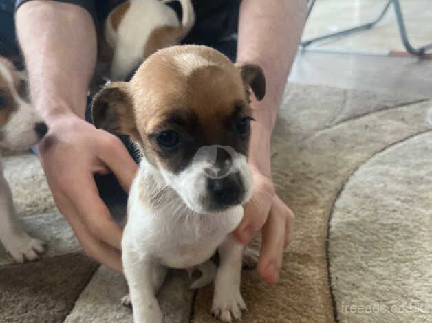 Jack russel puppies for sale in Widnes, Cheshire - Image 5