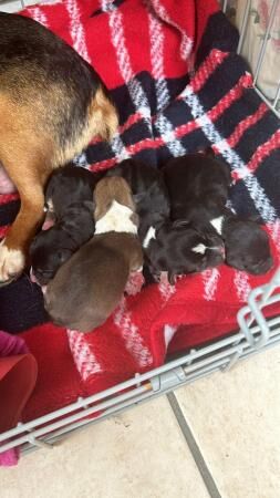 Jack Russel puppies mixed litter for sale in Rochester, Kent