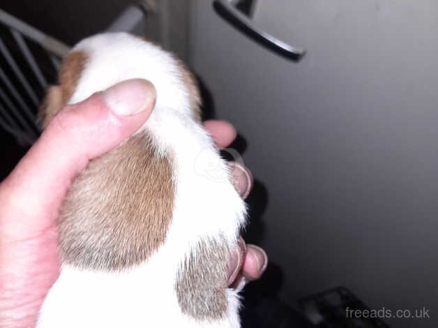 Jack Russel puppies x2 boys for sale in Coventry, West Midlands