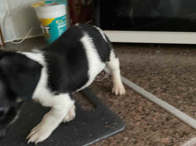 Jack russel puppy for sale in Chesterfield, Derbyshire - Image 1