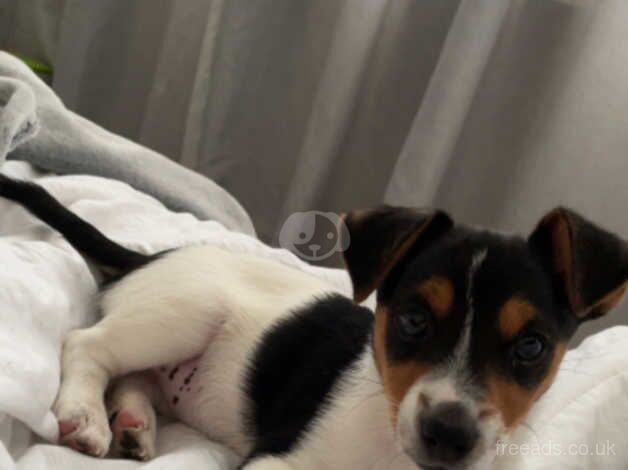 Jack russel puppy for sale in Bishop's Hull, Somerset