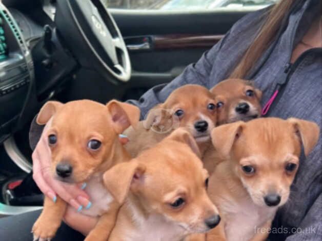 Jack russel Puppy's for sale in Paisley, Renfrewshire - Image 1