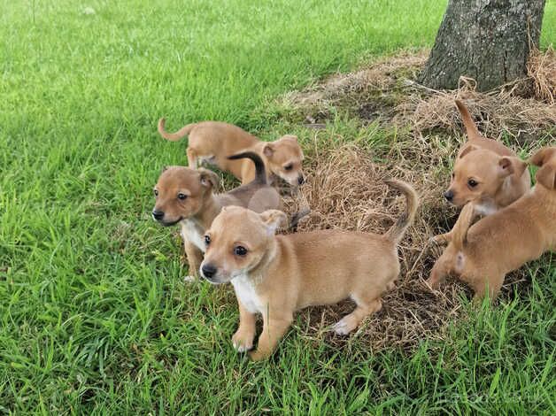 Jack russel Puppy's for sale in Paisley, Renfrewshire - Image 2