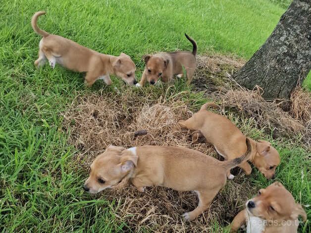 Jack russel Puppy's for sale in Paisley, Renfrewshire - Image 3