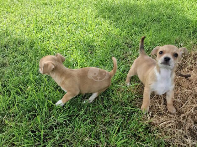 Jack russel Puppy's for sale in Paisley, Renfrewshire - Image 4