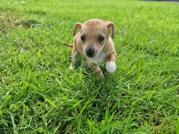 Jack russel Puppy's for sale in Paisley, Renfrewshire - Image 5