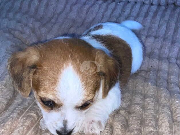 Jack Russel puppys for sale in Swindon, Staffordshire